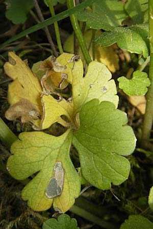 Ranunculus pseudovertumnalis \ Falscher Wechselhafter Gold-Hahnenfu / False Alternating Goldilocks, D Billigheim-Allfeld 16.4.2011