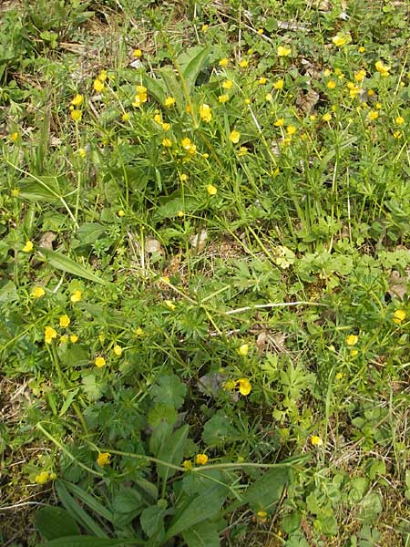 Ranunculus pseudovertumnalis \ Falscher Wechselhafter Gold-Hahnenfu / False Alternating Goldilocks, D Billigheim-Allfeld 16.4.2011