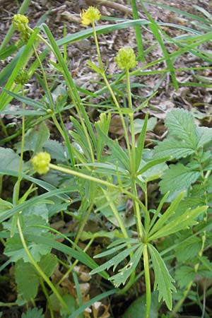 Ranunculus hirsutulus \ Flaum-Gold-Hahnenfu� / Fluffy Goldilocks, D Queichhambach 4.5.2011