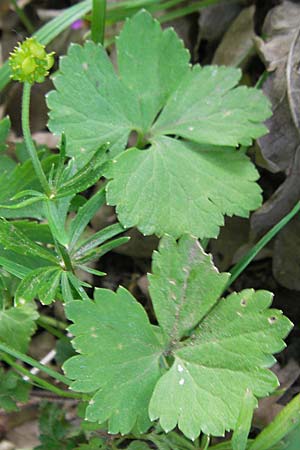 Ranunculus hirsutulus \ Flaum-Gold-Hahnenfu� / Fluffy Goldilocks, D Queichhambach 4.5.2011