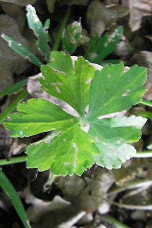 Ranunculus hirsutulus \ Flaum-Gold-Hahnenfu� / Fluffy Goldilocks, D Queichhambach 4.5.2011
