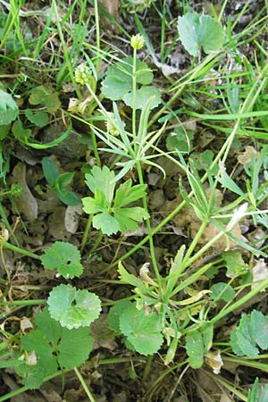 Ranunculus hirsutulus \ Flaum-Gold-Hahnenfu� / Fluffy Goldilocks, D Queichhambach 4.5.2011