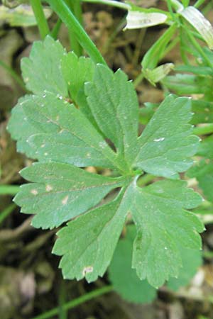 Ranunculus hirsutulus \ Flaum-Gold-Hahnenfu� / Fluffy Goldilocks, D Queichhambach 4.5.2011