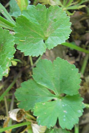 Ranunculus hirsutulus \ Flaum-Gold-Hahnenfu� / Fluffy Goldilocks, D Queichhambach 4.5.2011