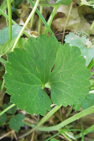 Ranunculus hirsutulus \ Flaum-Gold-Hahnenfu� / Fluffy Goldilocks, D Queichhambach 4.5.2011