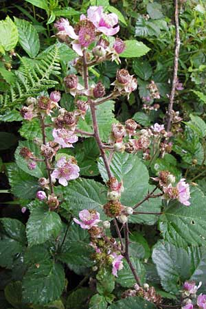 Rubus vestitus \ Samt-Brombeere / Velvet Bramble, D Eberbach 17.7.2012
