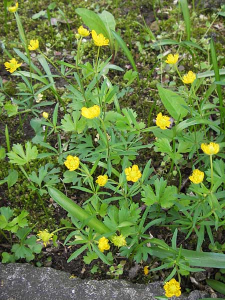 Ranunculus hirsutulus \ Flaum-Gold-Hahnenfu� / Fluffy Goldilocks, D Th&uuml;ringen Weimar, Historischer Friedhof 6.5.2013