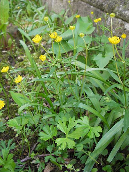 Ranunculus hirsutulus \ Flaum-Gold-Hahnenfu� / Fluffy Goldilocks, D Th&uuml;ringen Weimar, Historischer Friedhof 6.5.2013