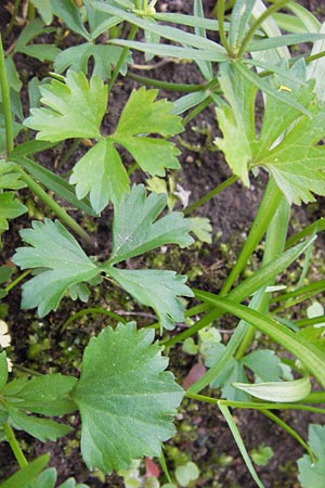 Ranunculus hirsutulus \ Flaum-Gold-Hahnenfu� / Fluffy Goldilocks, D Th&uuml;ringen Weimar, Historischer Friedhof 6.5.2013
