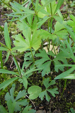 Ranunculus hirsutulus \ Flaum-Gold-Hahnenfu� / Fluffy Goldilocks, D Th&uuml;ringen Weimar, Historischer Friedhof 6.5.2013