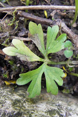 Ranunculus hirsutulus \ Flaum-Gold-Hahnenfu� / Fluffy Goldilocks, D Th&uuml;ringen Weimar, Historischer Friedhof 6.5.2013