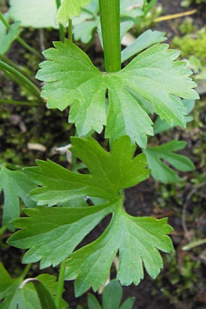 Ranunculus hirsutulus \ Flaum-Gold-Hahnenfu� / Fluffy Goldilocks, D Th&uuml;ringen Weimar, Historischer Friedhof 6.5.2013