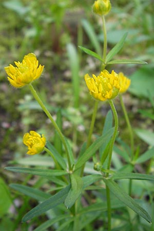 Ranunculus hirsutulus \ Flaum-Gold-Hahnenfu� / Fluffy Goldilocks, D Th&uuml;ringen Weimar, Historischer Friedhof 6.5.2013