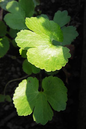 Ranunculus pseudopimus \ Unechter Stattlicher Gold-Hahnenfu� / False Portly Goldilocks, D Th&uuml;ringen Weimar, Historischer Friedhof 6.5.2013