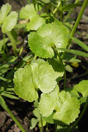 Ranunculus pseudopimus \ Unechter Stattlicher Gold-Hahnenfu� / False Portly Goldilocks, D Th&uuml;ringen Weimar, Historischer Friedhof 6.5.2013