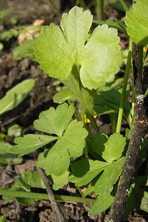 Ranunculus pseudopimus \ Unechter Stattlicher Gold-Hahnenfu� / False Portly Goldilocks, D Th&uuml;ringen Weimar, Historischer Friedhof 6.5.2013