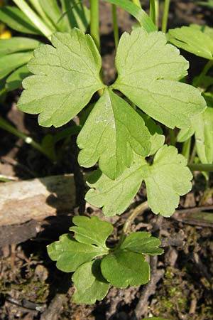Ranunculus pseudopimus \ Unechter Stattlicher Gold-Hahnenfu� / False Portly Goldilocks, D Th&uuml;ringen Weimar, Historischer Friedhof 6.5.2013