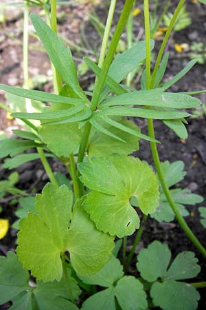 Ranunculus pseudopimus \ Unechter Stattlicher Gold-Hahnenfu� / False Portly Goldilocks, D Th&uuml;ringen Weimar, Historischer Friedhof 6.5.2013
