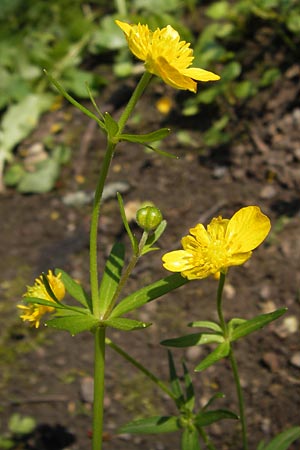 Ranunculus pseudopimus \ Unechter Stattlicher Gold-Hahnenfu� / False Portly Goldilocks, D Th&uuml;ringen Weimar, Historischer Friedhof 6.5.2013