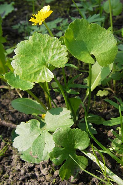 Ranunculus pseudopimus \ Unechter Stattlicher Gold-Hahnenfu� / False Portly Goldilocks, D Th&uuml;ringen Weimar, Historischer Friedhof 6.5.2013