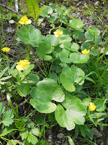 Ranunculus pseudopimus \ Unechter Stattlicher Gold-Hahnenfu� / False Portly Goldilocks, D Th&uuml;ringen Weimar, Historischer Friedhof 6.5.2013