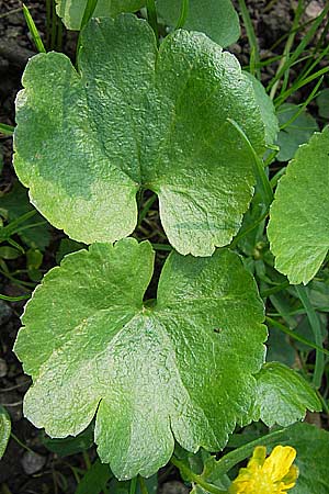 Ranunculus pseudopimus \ Unechter Stattlicher Gold-Hahnenfu� / False Portly Goldilocks, D Th&uuml;ringen Weimar, Historischer Friedhof 6.5.2013