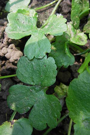 Ranunculus pseudopimus \ Unechter Stattlicher Gold-Hahnenfu� / False Portly Goldilocks, D Th&uuml;ringen Weimar, Historischer Friedhof 6.5.2013