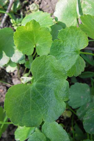 Ranunculus pseudopimus \ Unechter Stattlicher Gold-Hahnenfu� / False Portly Goldilocks, D Th&uuml;ringen Weimar, Historischer Friedhof 6.5.2013