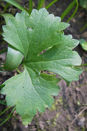 Ranunculus pseudopimus \ Unechter Stattlicher Gold-Hahnenfu� / False Portly Goldilocks, D Th&uuml;ringen Weimar, Historischer Friedhof 6.5.2013