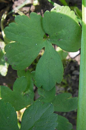 Ranunculus pseudopimus \ Unechter Stattlicher Gold-Hahnenfu� / False Portly Goldilocks, D Th&uuml;ringen Weimar, Historischer Friedhof 6.5.2013