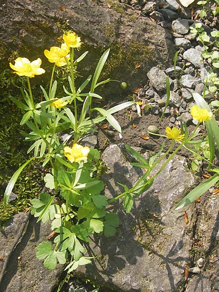 Ranunculus vertumnalis ? \ Wechselhafter Gold-Hahnenfu / Alternating Goldilocks, D Thüringen Weimar, Historischer Friedhof 6.5.2013
