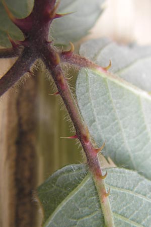 Rubus vestitus \ Samt-Brombeere / Velvet Bramble, D Odenwald, Juhöhe 28.8.2013