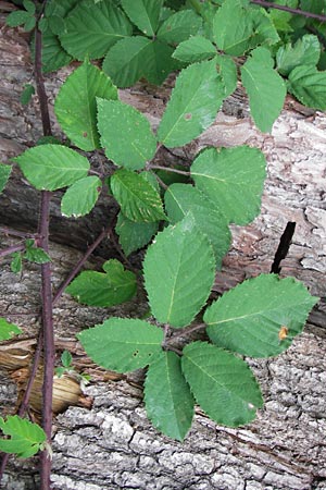 Rubus vestitus \ Samt-Brombeere / Velvet Bramble, D Odenwald, Juhöhe 28.8.2013