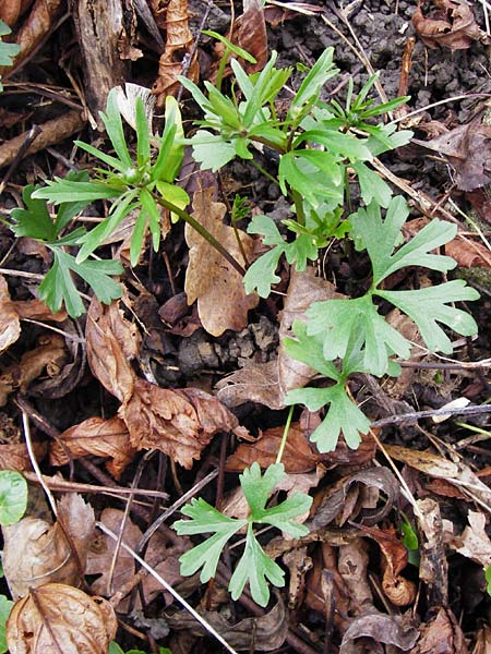 Ranunculus varicus \ Spreizender Gold-Hahnenfu / Splaying Goldilocks, D Thüringen, Weimar 28.3.2014