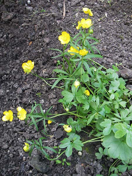 Ranunculus palmularis \ Handartiger Gold-Hahnenfu / Palmleaf Goldilocks, D Bruchsal 9.4.2011