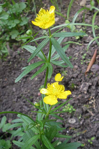 Ranunculus palmularis \ Handartiger Gold-Hahnenfu / Palmleaf Goldilocks, D Bruchsal 9.4.2011