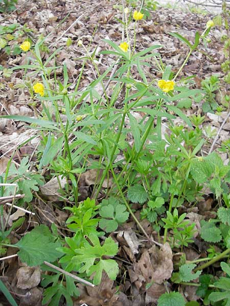 Ranunculus aff. bayerae \ Gold-Hahnenfu� / Goldilocks, D Adelsheim 16.4.2011