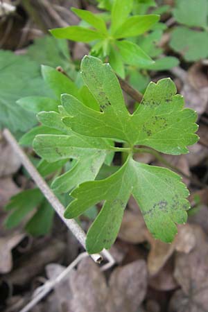 Ranunculus aff. bayerae \ Gold-Hahnenfu� / Goldilocks, D Adelsheim 16.4.2011