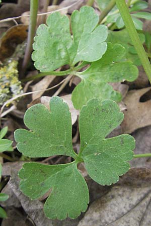 Ranunculus aff. bayerae \ Gold-Hahnenfu� / Goldilocks, D Adelsheim 16.4.2011