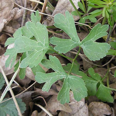 Ranunculus aff. bayerae \ Gold-Hahnenfu� / Goldilocks, D Adelsheim 16.4.2011