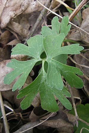 Ranunculus aff. bayerae \ Gold-Hahnenfu� / Goldilocks, D Adelsheim 16.4.2011