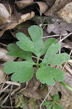 Ranunculus aff. bayerae \ Gold-Hahnenfu� / Goldilocks, D Adelsheim 16.4.2011