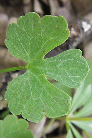 Ranunculus aff. bayerae \ Gold-Hahnenfu� / Goldilocks, D Adelsheim 16.4.2011