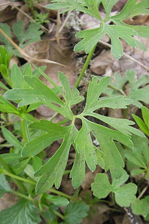 Ranunculus aff. bayerae \ Gold-Hahnenfu� / Goldilocks, D Adelsheim 16.4.2011