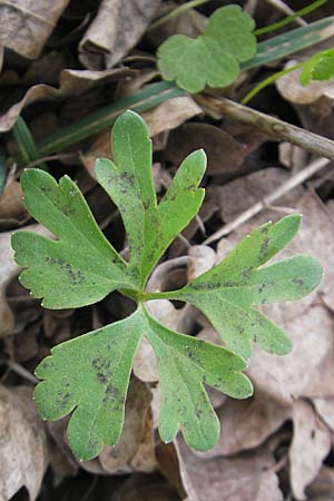 Ranunculus aff. bayerae \ Gold-Hahnenfu� / Goldilocks, D Adelsheim 16.4.2011