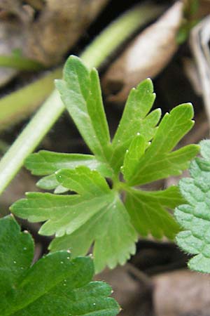 Ranunculus aff. bayerae \ Gold-Hahnenfu� / Goldilocks, D Adelsheim 16.4.2011