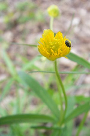 Ranunculus aff. bayerae \ Gold-Hahnenfu� / Goldilocks, D Adelsheim 16.4.2011