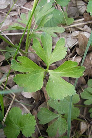 Ranunculus aff. bayerae \ Gold-Hahnenfu� / Goldilocks, D Adelsheim 16.4.2011