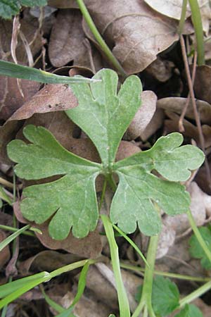 Ranunculus aff. bayerae \ Gold-Hahnenfu� / Goldilocks, D Adelsheim 16.4.2011
