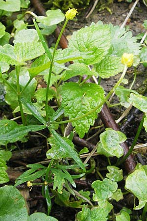 Ranunculus walo-kochii \ Kochs Gold-Hahnenfu� / Koch's Goldilocks, D Zusmarshausen 5.5.2012